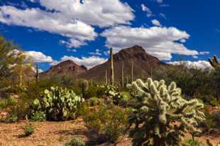 Saguaro National Park-6500.jpg